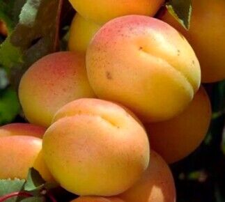 Отбор Астахова